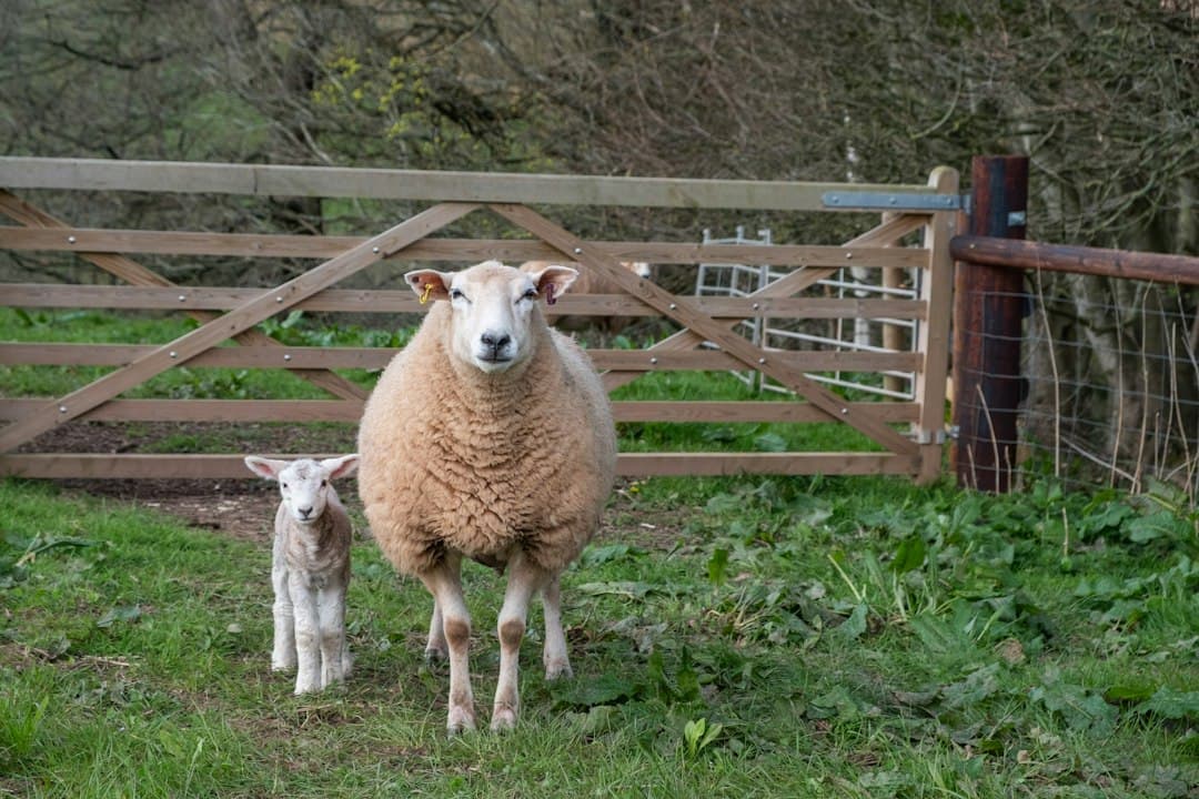Sheep and lamb stand in a grassy field
